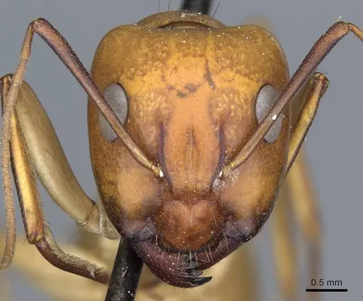 Camponotus turkestanus specimen CASENT0905308 image casent0905308_2