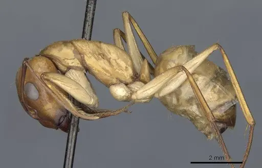 Camponotus turkestanus specimen CASENT0905308 image casent0905308_3
