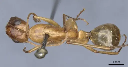 Camponotus turkestanus specimen CASENT0905309 image casent0905309_1