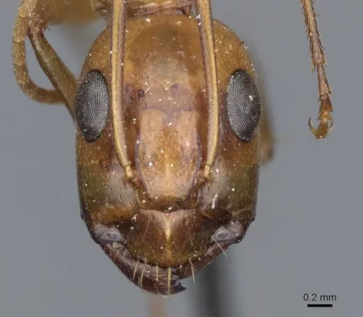 Camponotus turkestanus specimen CASENT0905309 image casent0905309_2