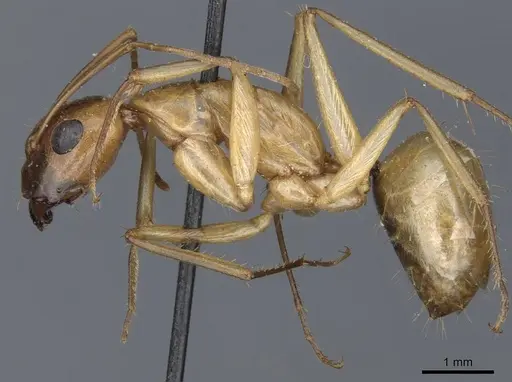 Camponotus turkestanus specimen CASENT0905309 image casent0905309_3