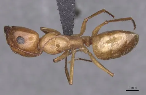 Camponotus turkestanus specimen CASENT0913698 image casent0913698_1