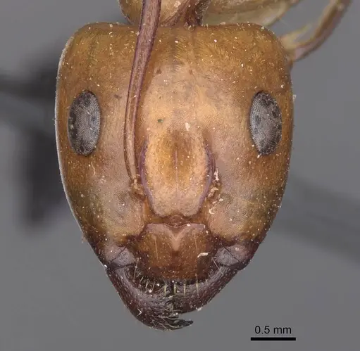 Camponotus turkestanus specimen CASENT0913698 image casent0913698_2