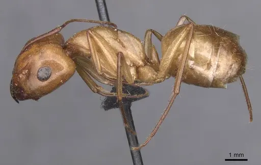 Camponotus turkestanus specimen CASENT0913698 image casent0913698_3