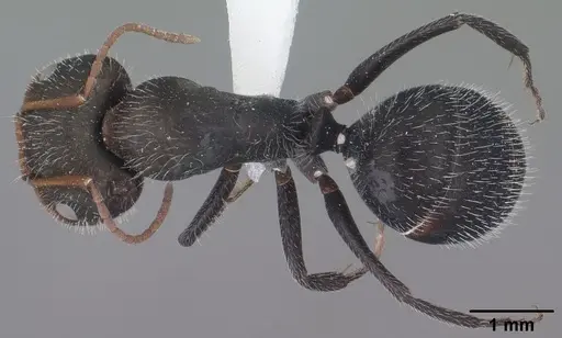 Camponotus ulcerosus specimen CASENT0102784 image casent0102784_1