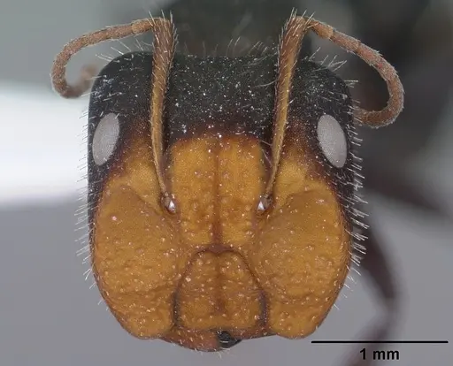 Camponotus ulcerosus specimen CASENT0102784 image casent0102784_2