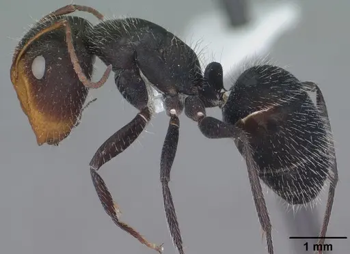 Camponotus ulcerosus specimen CASENT0102784 image casent0102784_3