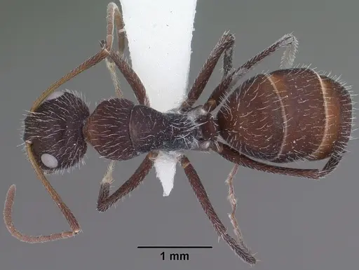 Camponotus ulcerosus specimen CASENT0102785 image casent0102785_1