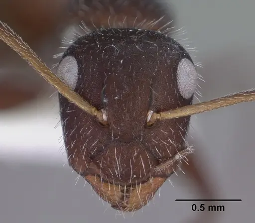 Camponotus ulcerosus specimen CASENT0102785 image casent0102785_2