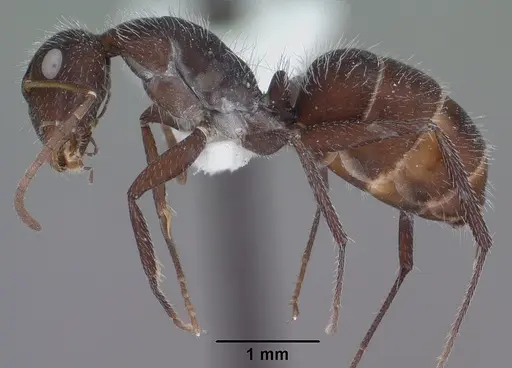 Camponotus ulcerosus specimen CASENT0102785 image casent0102785_3