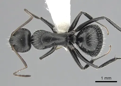Camponotus ulcerosus specimen CASENT0249400 image casent0249400_1