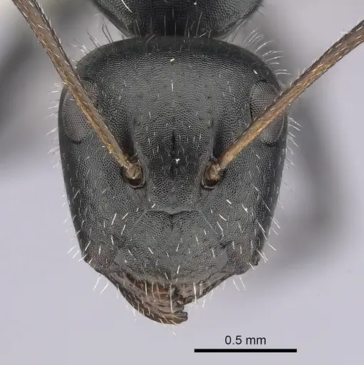 Camponotus ulcerosus specimen CASENT0249400 image casent0249400_2