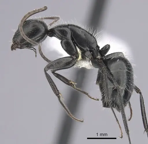 Camponotus ulcerosus specimen CASENT0249400 image casent0249400_3