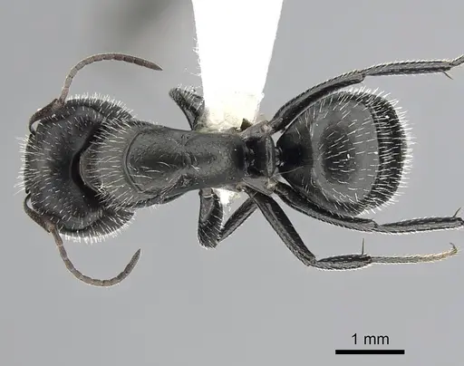 Camponotus ulcerosus specimen CASENT0249401 image casent0249401_1