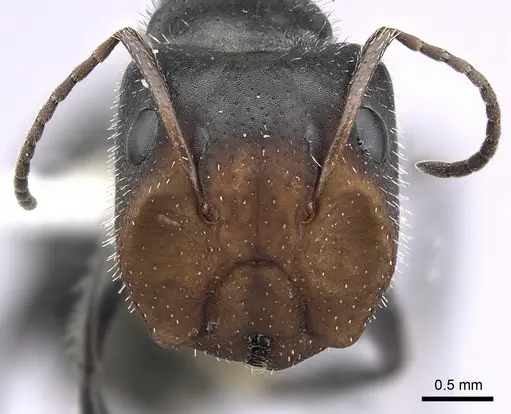 Camponotus ulcerosus specimen CASENT0249401 image casent0249401_2