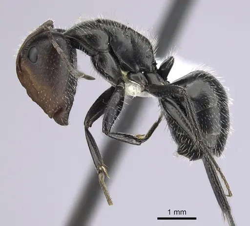 Camponotus ulcerosus specimen CASENT0249401 image casent0249401_3