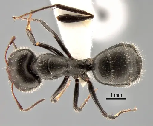Camponotus ulcerosus specimen CASENT0882185 image casent0882185_1