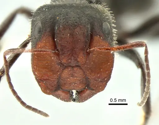 Camponotus ulcerosus specimen CASENT0882185 image casent0882185_2