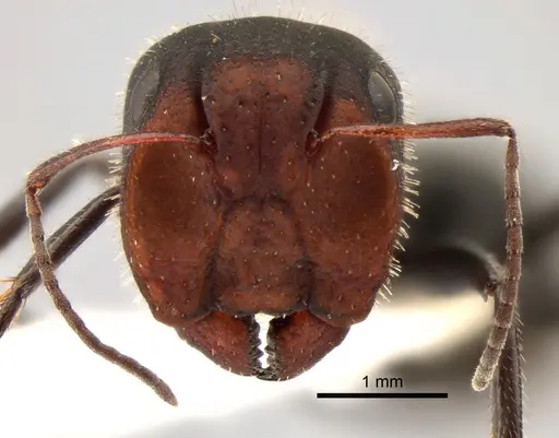 Camponotus ulcerosus specimen CASENT0882185 image casent0882185_3