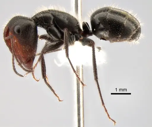 Camponotus ulcerosus specimen CASENT0882185 image casent0882185_4