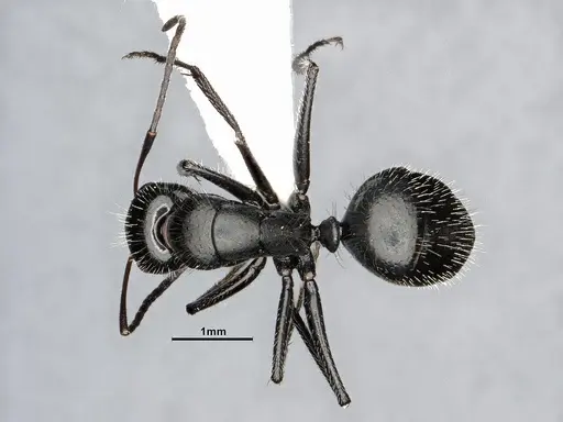 Camponotus ulcerosus specimen CASENT4031316 image casent4031316_1