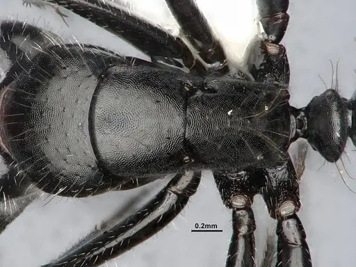 Camponotus ulcerosus specimen CASENT4031316 image casent4031316_2