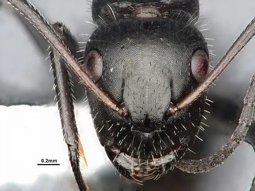 Camponotus ulcerosus specimen CASENT4031316 image casent4031316_3