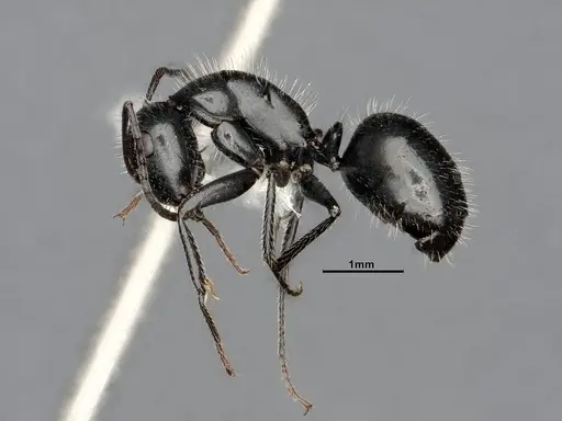 Camponotus ulcerosus specimen CASENT4031316 image casent4031316_4