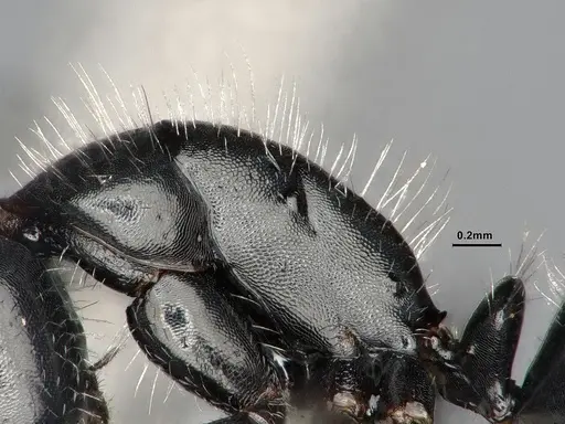 Camponotus ulcerosus specimen CASENT4031316 image casent4031316_5