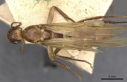 Camponotus ulei specimen CASENT0910670 image casent0910670_1
