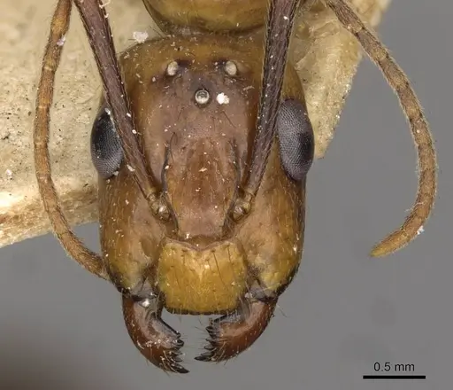 Camponotus ulei specimen CASENT0910670 image casent0910670_2