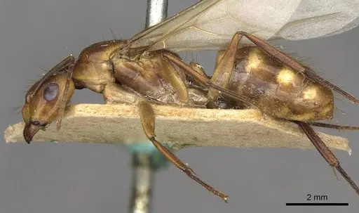 Camponotus ulei specimen CASENT0910670 image casent0910670_3