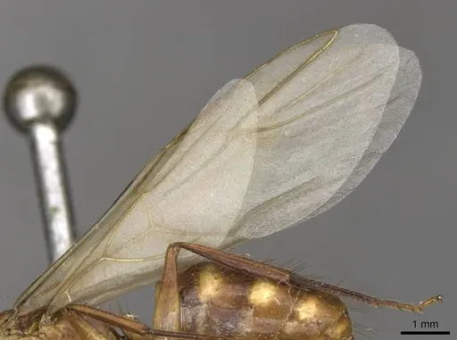 Camponotus ulei specimen CASENT0910670 image casent0910670_4