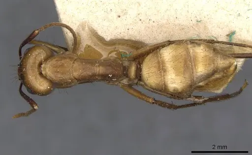 Camponotus ulei specimen CASENT0910671 image casent0910671_1