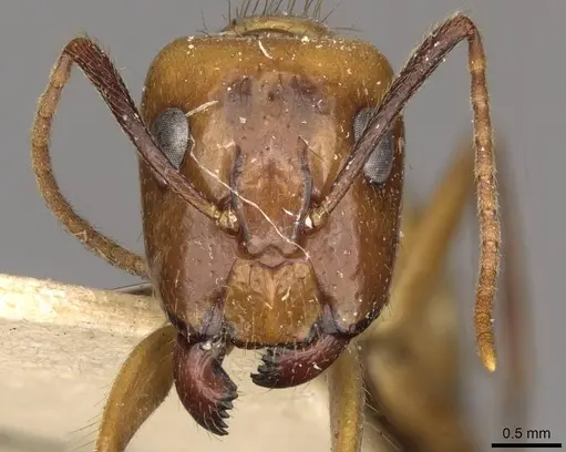 Camponotus ulei specimen CASENT0910671 image casent0910671_2