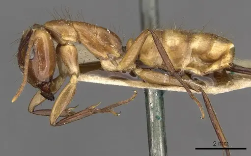 Camponotus ulei specimen CASENT0910671 image casent0910671_3