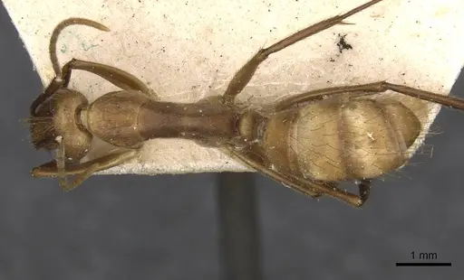 Camponotus ulei specimen CASENT0910672 image casent0910672_1