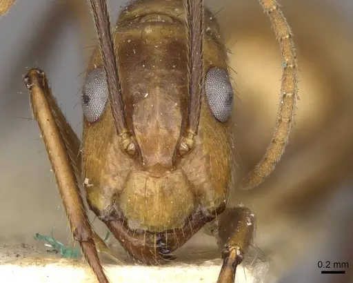 Camponotus ulei specimen CASENT0910672 image casent0910672_2