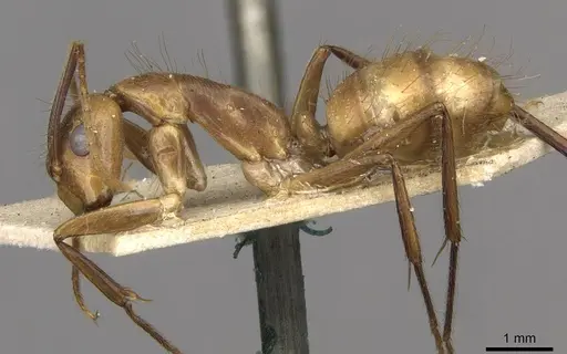 Camponotus ulei specimen CASENT0910672 image casent0910672_3