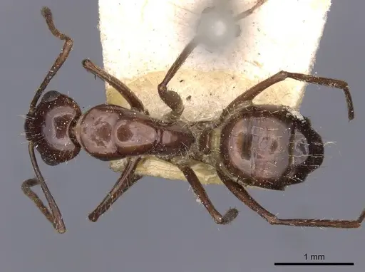 Camponotus universitatis specimen CASENT0910200 image casent0910200_1