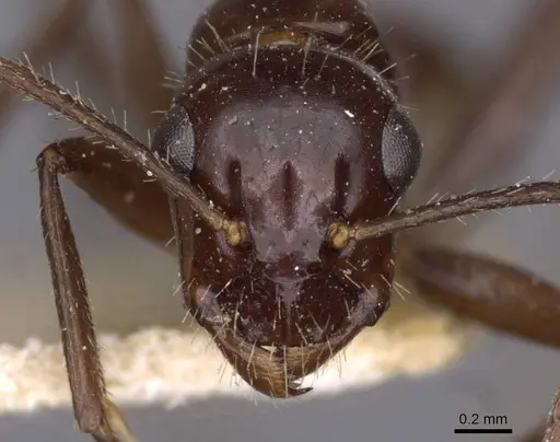 Camponotus universitatis specimen CASENT0910200 image casent0910200_2