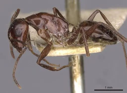 Camponotus universitatis specimen CASENT0910200 image casent0910200_3