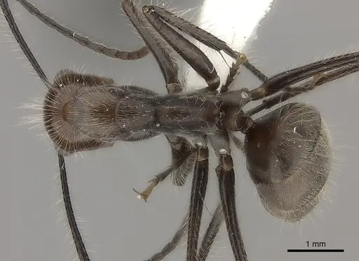 Camponotus urichi specimen CASENT0217712 image casent0217712_1