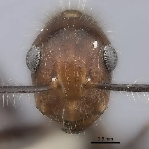 Camponotus urichi specimen CASENT0217712 image casent0217712_2