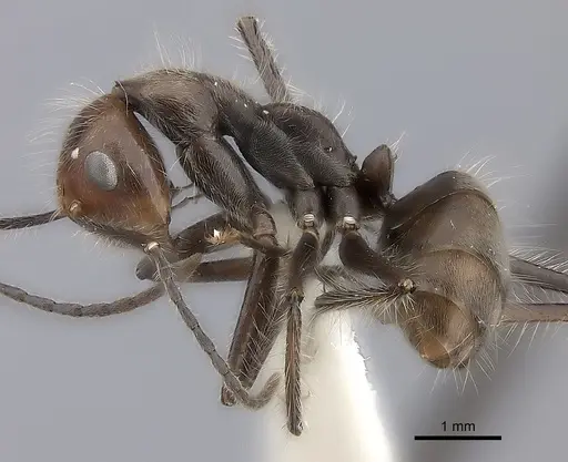 Camponotus urichi specimen CASENT0217712 image casent0217712_3