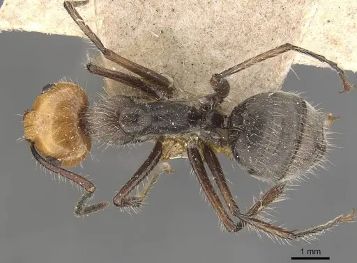 Camponotus urichi specimen CASENT0910619 image casent0910619_1