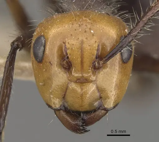 Camponotus urichi specimen CASENT0910619 image casent0910619_2