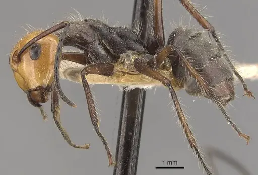 Camponotus urichi specimen CASENT0910619 image casent0910619_3
