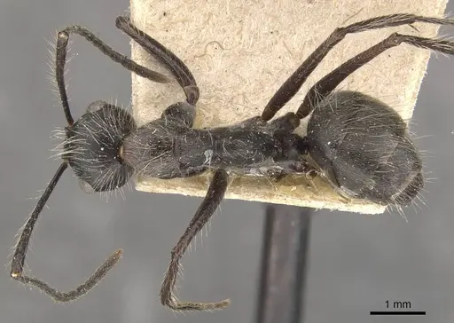Camponotus urichi specimen CASENT0910620 image casent0910620_1