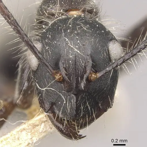 Camponotus urichi specimen CASENT0910620 image casent0910620_2